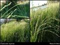 Panicum repens